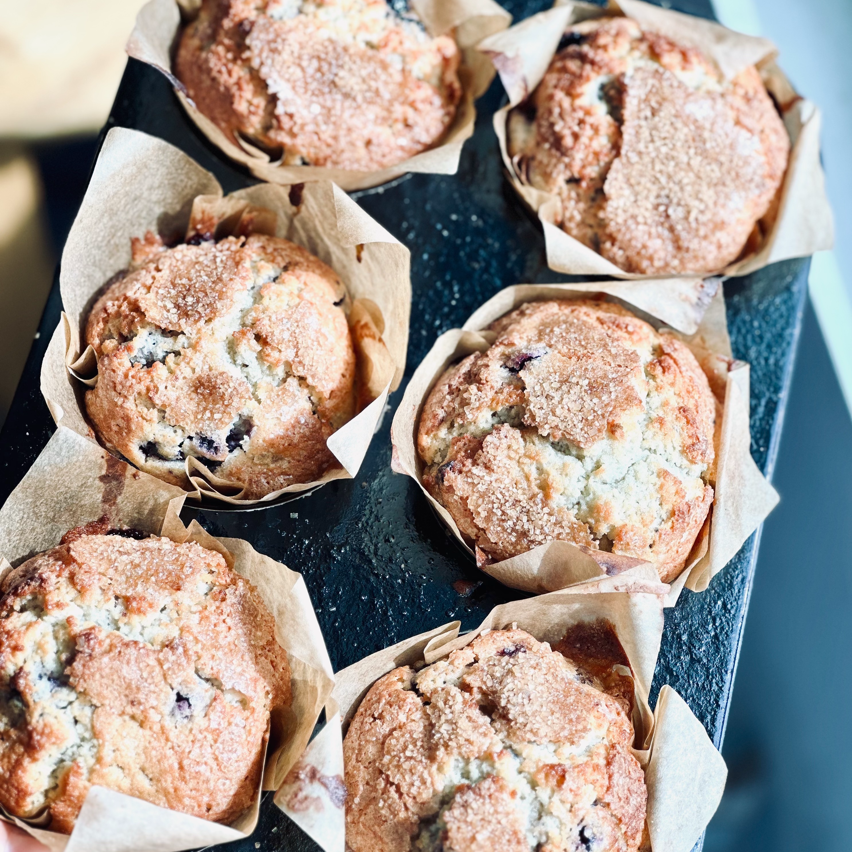 Six Pack - Blueberry Muffin
